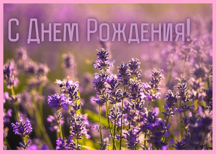 поле с фиолетовыми цветами открытка