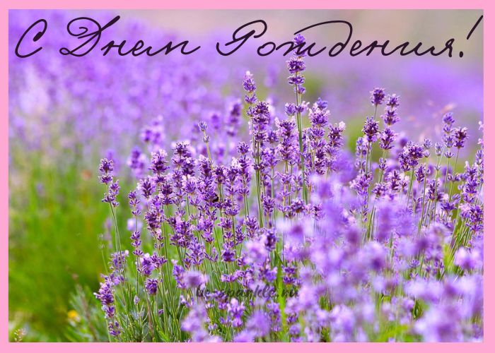 С Днем Рождения! открытка с нежной лавандой