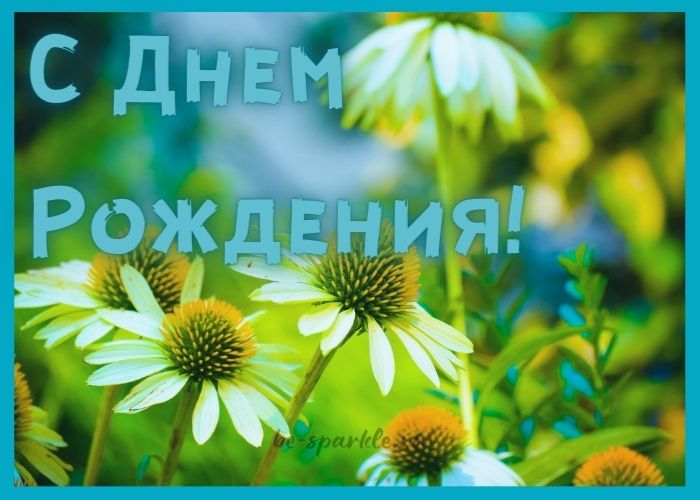 открытка с днем рождения луговые ромашки