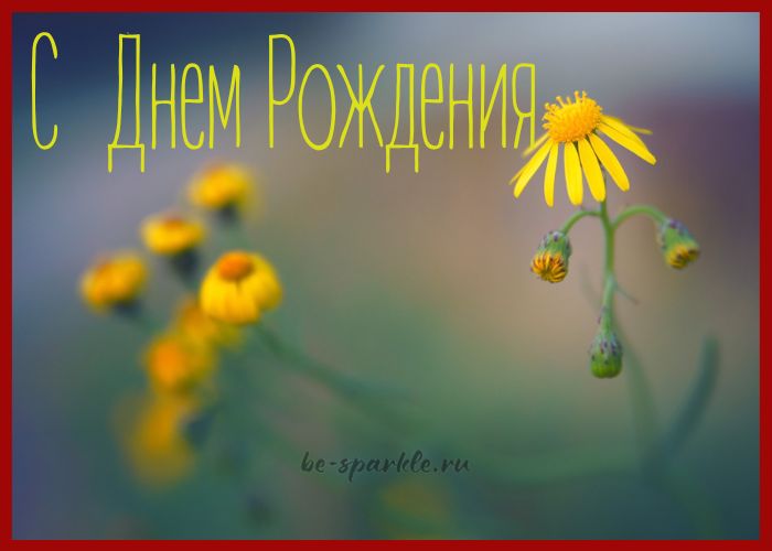 С Днем Рождения открытка желтые ромашки в поле 