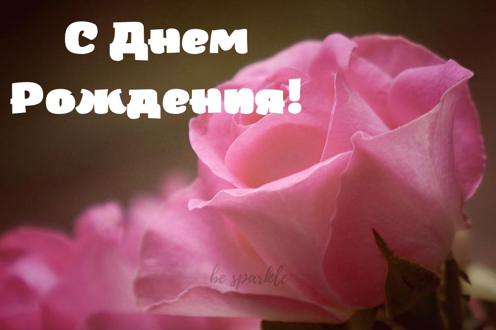 С днем рождения открытка с розовой розой