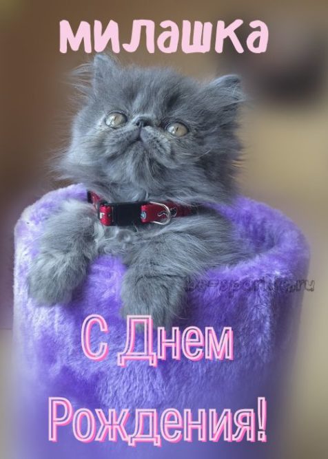 котенок с днем рождения открытка