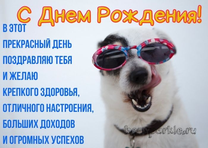 открытка с днем рождения с прикольной собакой в солнечных очках
